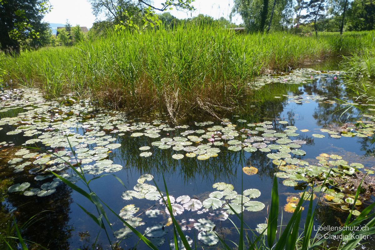 Parkweiher bei Kempraten ZH. Reifes Gewässer in einer Parkanlage. Der Seerosenteppich bietet Sitzgelegenheiten für viele Arten, darunter auch die Fledermaus-Azurjungfer (C. pulchellum).