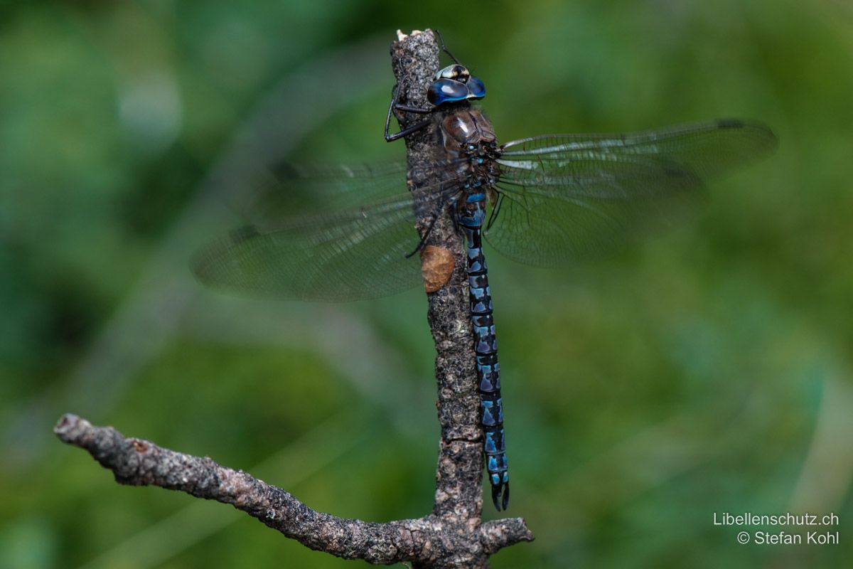 Alpen-Mosaikjungfer (Aeshna caerulea), Männchen. Die Blaufärbung von Augen und Abdomen ist temperaturabhängig variabel. Bei kühler Temperatur dunkel grauviolett, bei Sonnenschein und Wärme leuchtend hellblau. Dieses Exemplar tendiert ins Violett.