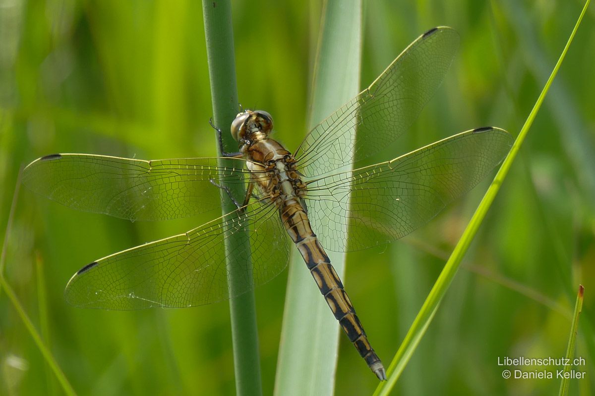 Östlicher Blaupfeil (Orthetrum albistylum), Jungtier. Junge Männchen zeigen dieselben Merkmale wie Weibchen. Der helle weisse Streifen auf dem Thorax ist prominent. Seitenflecken der Abdomensegmente bei Jungtieren fast weiss, kontrastieren zur gelben Mittellinie.