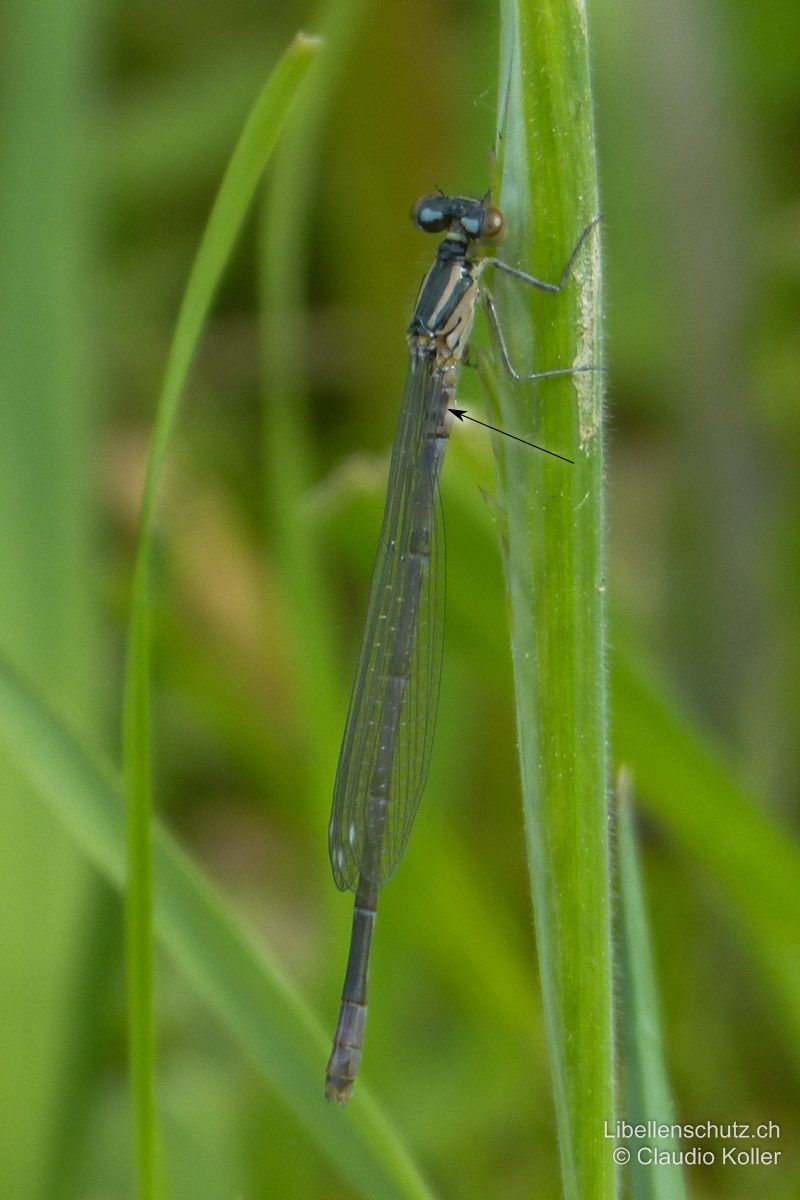 Hufeisen-Azurjungfer (Coenagrion puella), junges Männchen. Frisch geschlüpft sind sie zunächst rosa, dann grau und später violett. Farben blass/weisslich, Augenoberseite oft rötlich. Die Hufeisen-Zeichnung auf S2 ist bereits sichtbar.