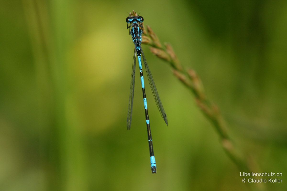 Fledermaus-Azurjungfer (Coenagrion pulchellum), Männchen. Sehr schlank, dunkel, schwarz-blau gefärbt, mit schwarzer "Fledermaus"-Zeichnung auf S2. Helle Ausrufezeichen auf Thoraxoberseite (Antehumeralstreifen). Wirkt von weitem relativ gleichmässig schwarz-blau geringelt.