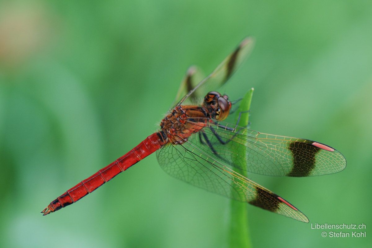 Gebänderte Heidelibelle (Sympetrum pedemontanum), Männchen. Pterostigma gross. Thorax gleichmässig braun.