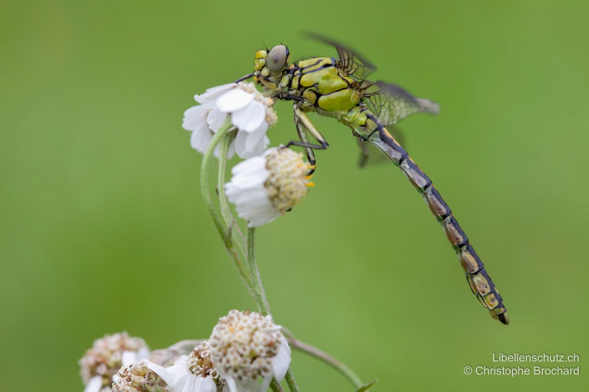 Grüne Flussjungfer (Ophiogomphus cecilia), junges Männchen. Die Augen sind noch hell und auch der Thorax zeigt noch nicht die typische leuchtend grüne Farbe.