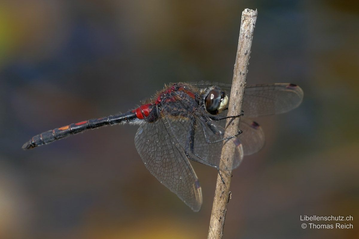 Kleine Moosjungfer (Leucorrhinia dubia), Männchen. Gesicht weiss. Körper schwarz mit roten Flecken auf Thorax und Abdomen-Oberseite, bei diesem jüngeren Tier ist der hinterste Fleck noch orange. Dreieckige Flecken auf Abdomen-Segmenten relativ klein.