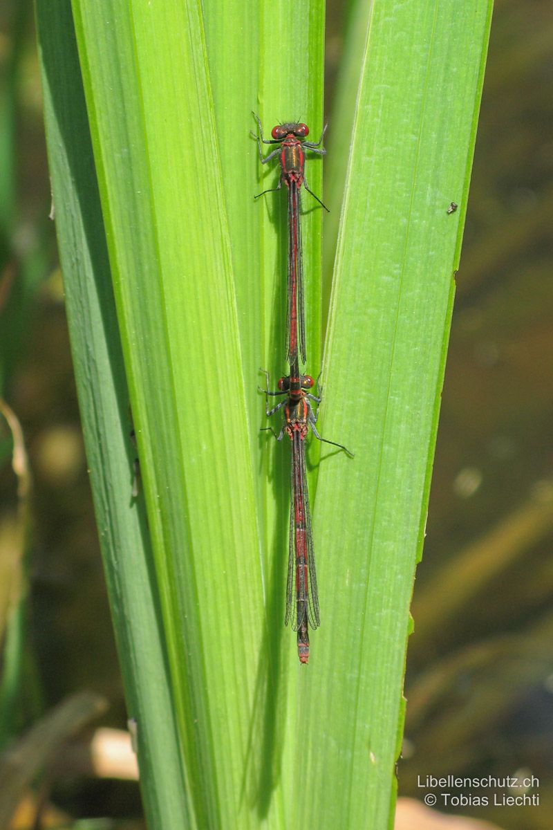 Frühe Adonislibelle (Pyrrhosoma nymphula), Tandem.