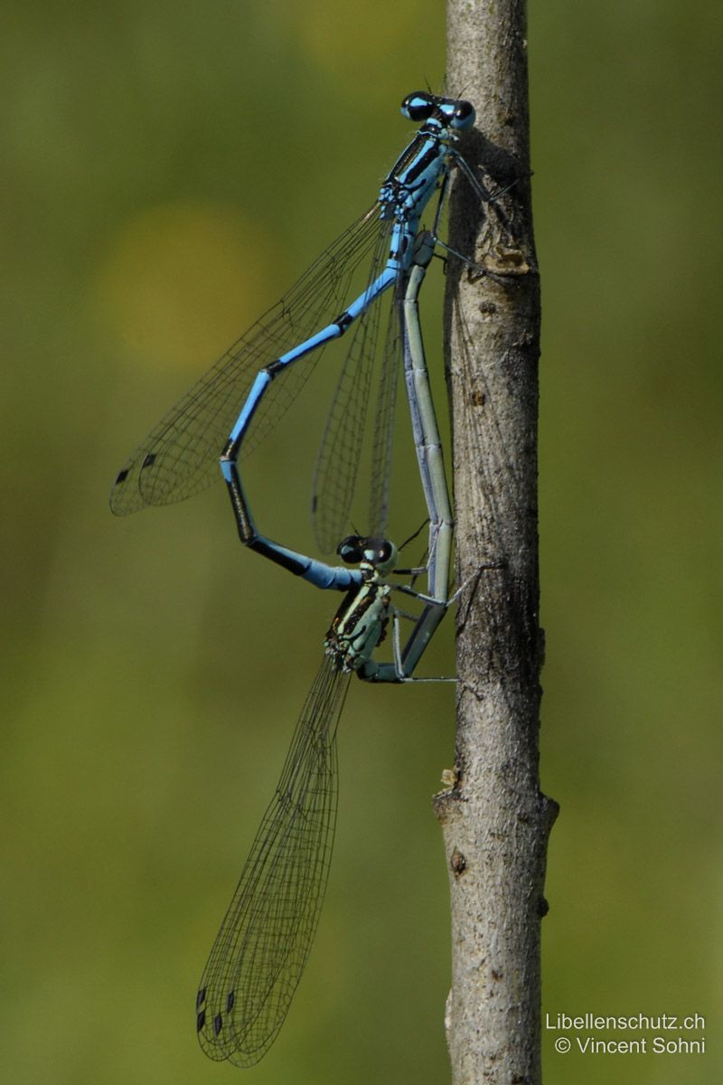 Hufeisen-Azurjungfer (Coenagrion puella), Paarungsrad.