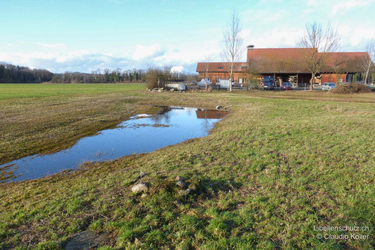 Wiesentümpel bei Rottenschwil AG. In dieser Mulde sammelt sich Regenwasser, zwischendurch fällt sie ganz trocken. Die Vegetation ist karg. Hier finden sich vorwiegend Pionierarten wie die Kleine Pechlibelle (I. pumilio) oder die Frühe Heidelibelle (S. fonscolombii) ein.