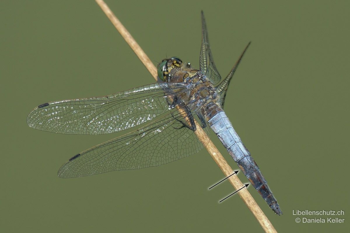 Grosser Blaupfeil (Orthetrum cancellatum), Männchen. Augen meergrün. Flügelmale schwarz. Auf S6 und S7 sind noch gelbe Flecken an den Segmentseiten sichtbar.