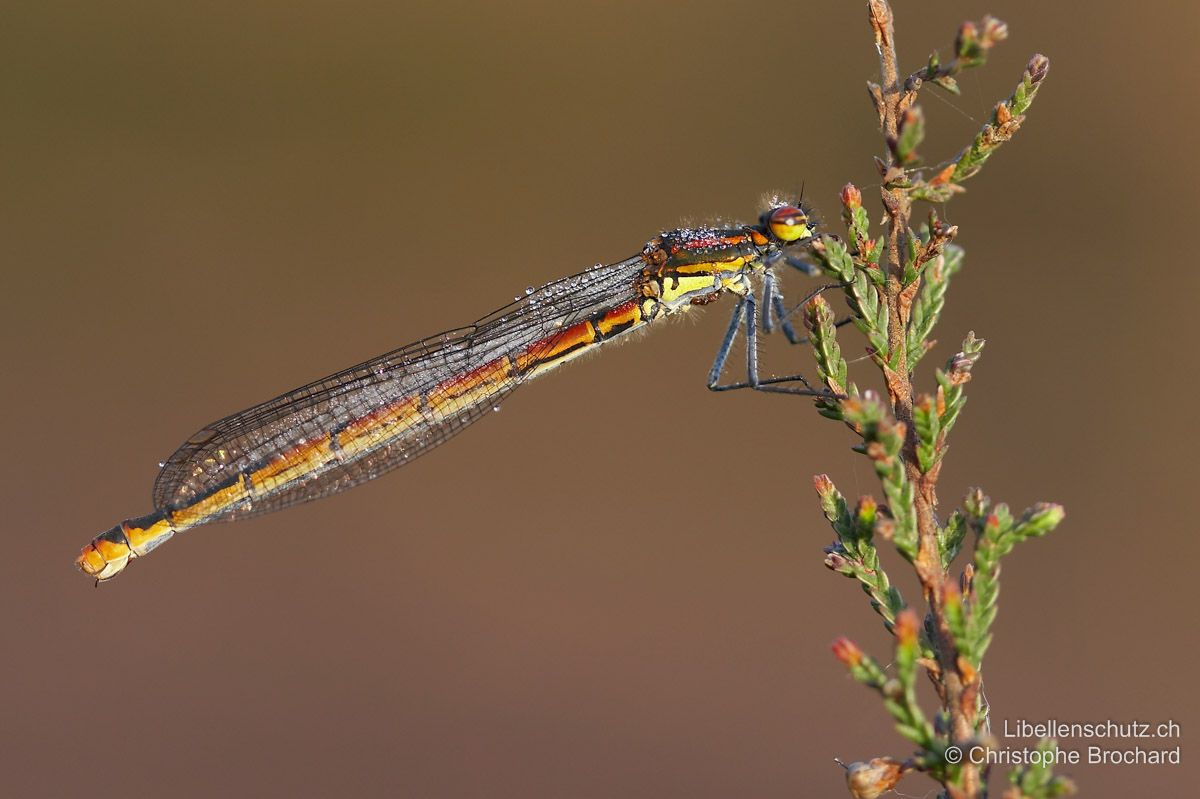 Frühe Adonislibelle (Pyrrhosoma nymphula), Weibchen. Relativ frisches Weibchen mit leuchtenden Farben.