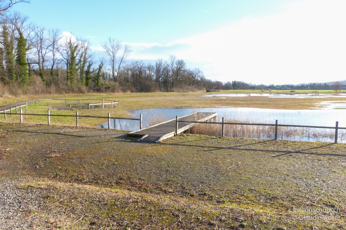 Naturschutzweiher im Gebiet Studweid an der Stillen Reuss AG. Diese Flachgewässer wurden zu Naturschutzzwecken auf dem Gebiet einer ehemaligen Fettwiese angelegt. Der Beobachtungssteg bietet dem Besucher Einblick ins Reich der Libellen. Schon früh im Jahr kann hier die Gemeine Winterlibelle (S. fusca) bei der Eiablage beobachtet werden. Der Östliche Blaupfeil (O. albistylum) ist in diesem Gebiet relativ häufig.