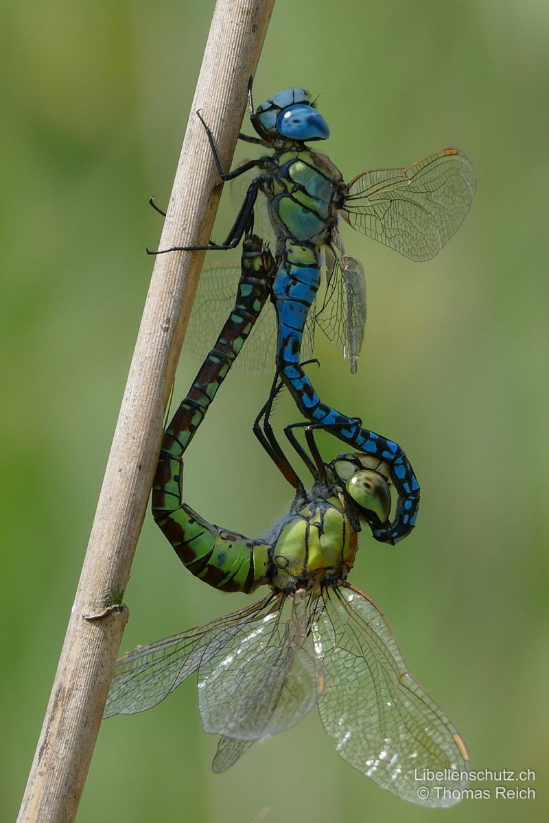 Südliche Mosaikjungfer (Aeshna affinis), Paarungsrad.