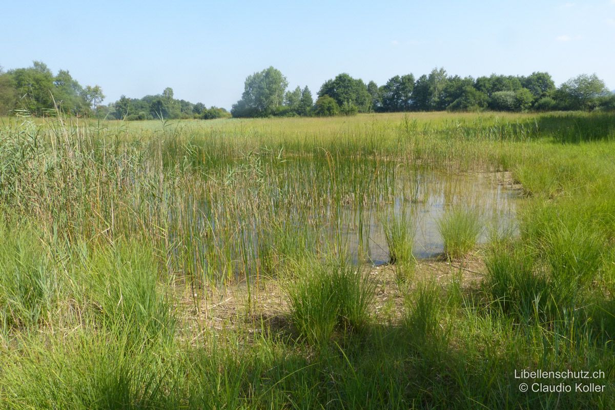 Flache Tümpel im Gebiet Siebeneichen im oberen Reusstal AG. An diesem flachen Gewässer unterliegt der Wasserspiegel starken Schwankungen. Im Jahresverlauf können hier gut 40 Arten beobachtet werden, darunter auch seltenere Arten wie Kleine Könisgslibelle (A. parthenope), Südliche Mosaikjungfer (A. affinis), Westliche Keiljungfer (G. pulchellus) und dank der Nähe zur Reuss auch die Pokal-Azurjungfer (E. lindenii).