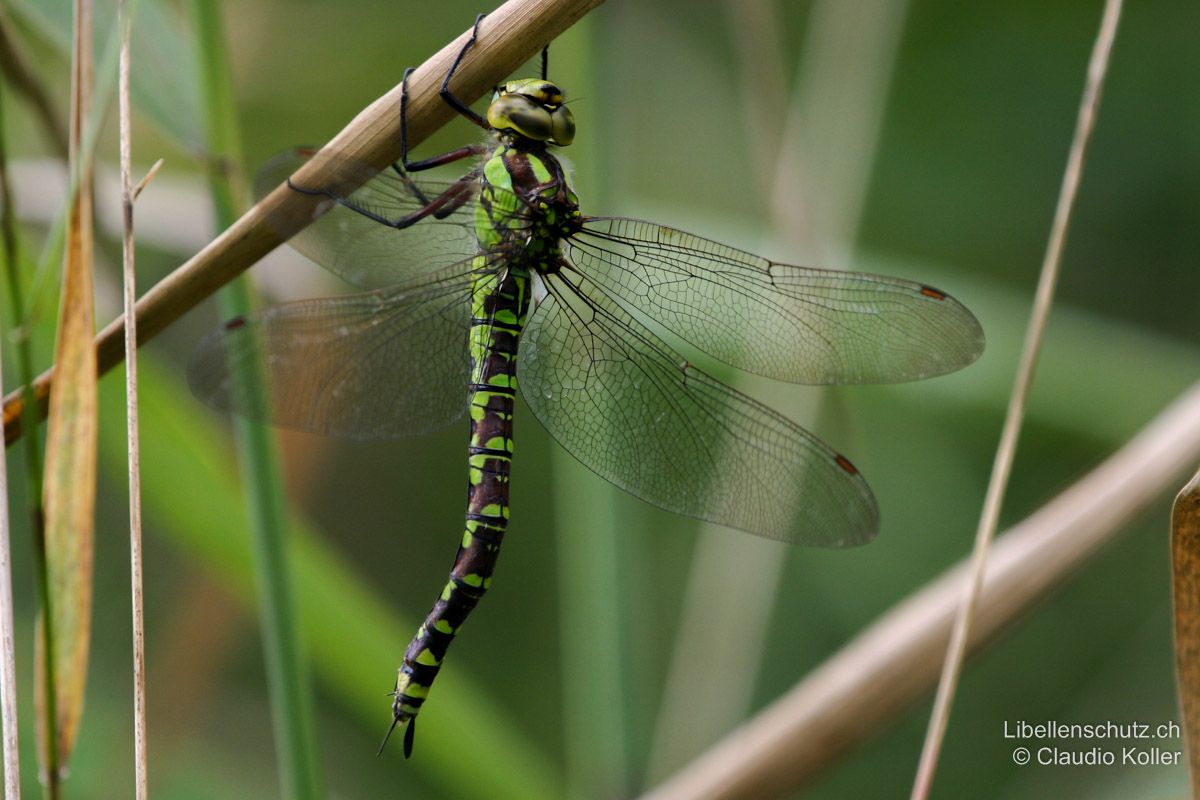 Blaugrüne Mosaikjungfer (Aeshna cyanea), Weibchen. Abdomen braun mit grünen Mosaikflecken.