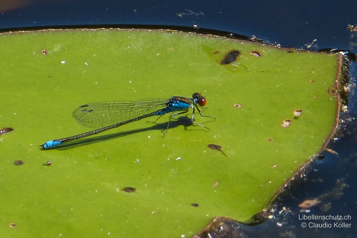 Kleines Granatauge (Erythromma viridulum), Männchen. Wie Erythromma najas sitzt diese Art weit vom Ufer entfernt auf Teichrosen. Das blaue Schlusslicht, welches sich keilförmig seitlich auf S8 nach vorne zieht, ist von weitem zu erkennen. Auf grosse Distanzen sind die beiden Schwesterarten aber sehr schwer zu unterscheiden.