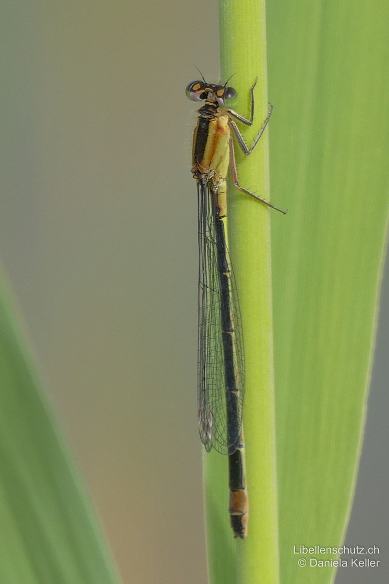 Grosse Pechlibelle (Ischnura elegans), Weibchen. Es gibt auch dunkle Varianten von Weibchen. Schlusslicht auf S8 hier bräunlich, eher schlecht sichtbar.