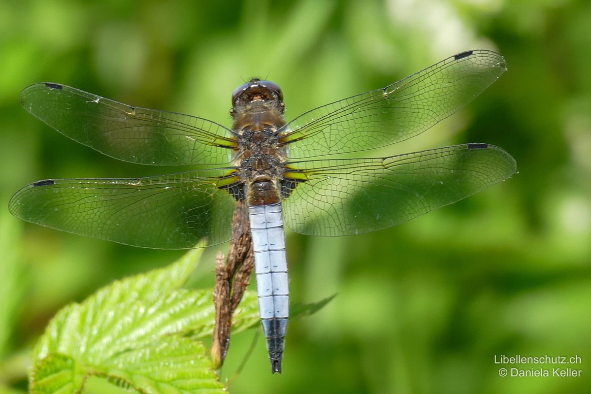 Spitzenfleck (Libellula fulva), Männchen. Bei diesem frischen Exemplar sind die namensgebenden schwarzen Flügelspitzen praktisch nicht vorhanden. Besonders bei Männchen kommt dies sehr oft vor.