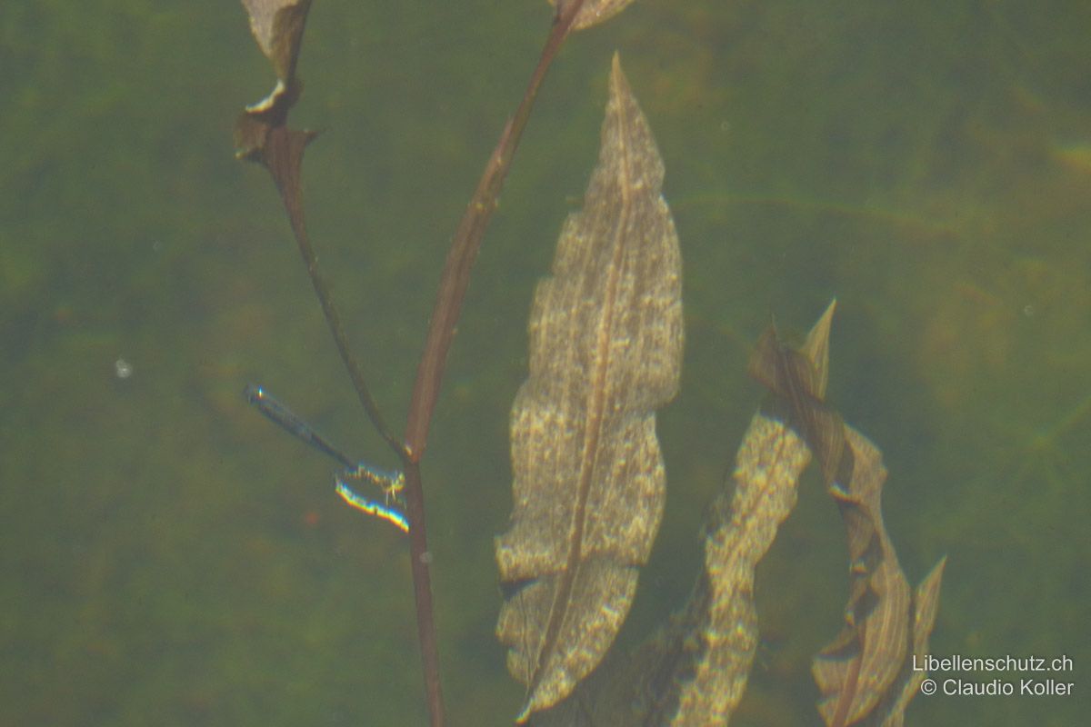 Gemeine Becherjungfer (Enallagma cyathigerum), Eiablage. Das Weibchen taucht für die Eiablage auch gerne ab und lässt das Männchen an der Oberfläche zurück.