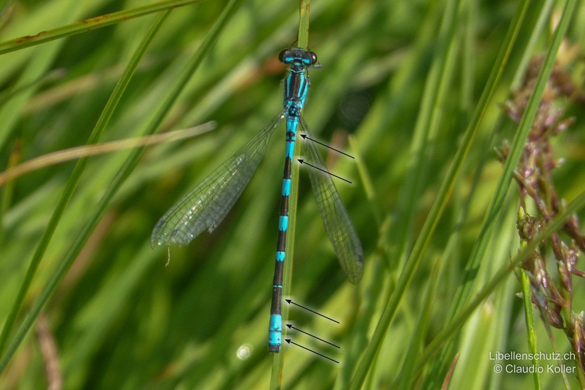 Speer-Azurjungfer (Coenagrion hastulatum), Männchen. Zeichnung auf S2 mit stumpfer schwarzer Speerspitze (Pilz) und zwei Seitenstrichen, S3 mit spitzer speerförmiger Zeichnung. S7 komplett schwarz, S8-S9 blau.