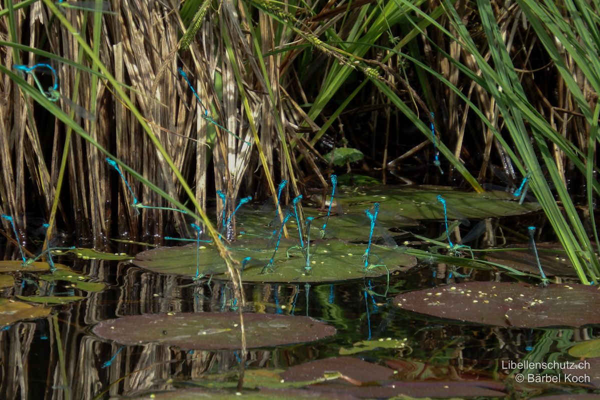 Hufeisen-Azurjungfer (Coenagrion puella), Eiablage. Die Art legt gerne in Gruppen Eier ab. Gelegentlich kommt es an geeigneten Stellen zu Massen-Eiablagen.