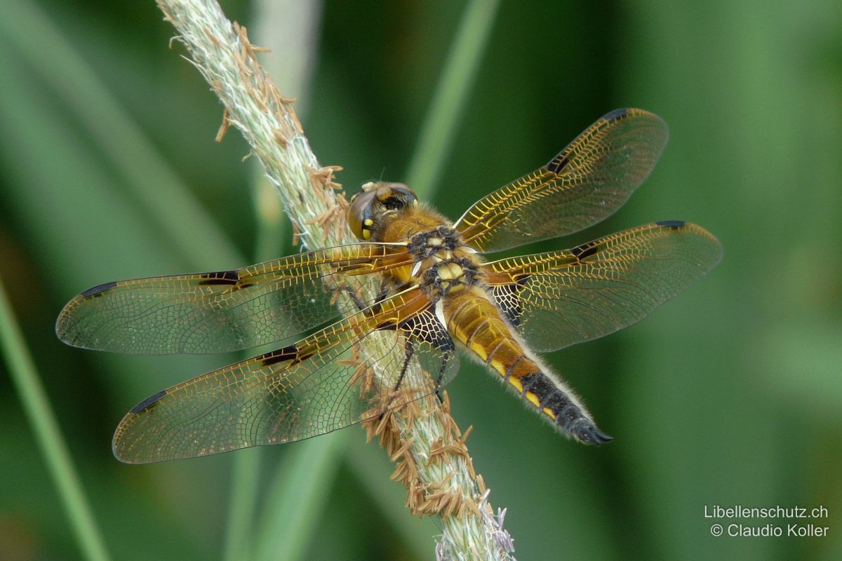 Vierfleck (Libellula quadrimaculata), Männchen. Jüngeres Männchen mit gelblich-braun leuchtender Färbung. S6-S10 schwarz, S4-S8 mit gelben Seitenlinien. Hinterflügelbasis mit schwarzem Dreieck, Vorderflügelbasis bräunlich. Schwarzer Fleck auf Nodus (Mitte Flügelvorderrand).