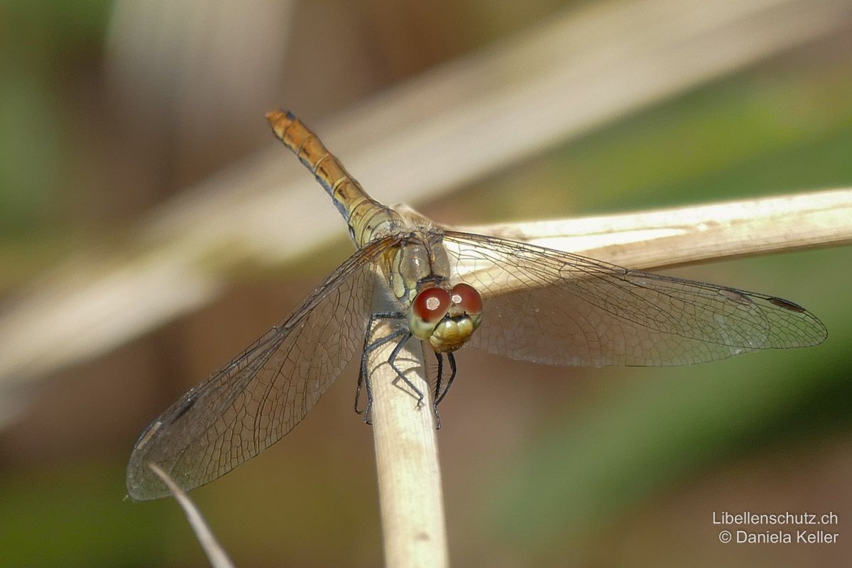 Blutrote Heidelibelle (Sympetrum sanguineum), Weibchen. Gesicht gelb, Augen oben rötlich, unten gelblich (ähnlich wie bei Sympetrum depressiusculum).