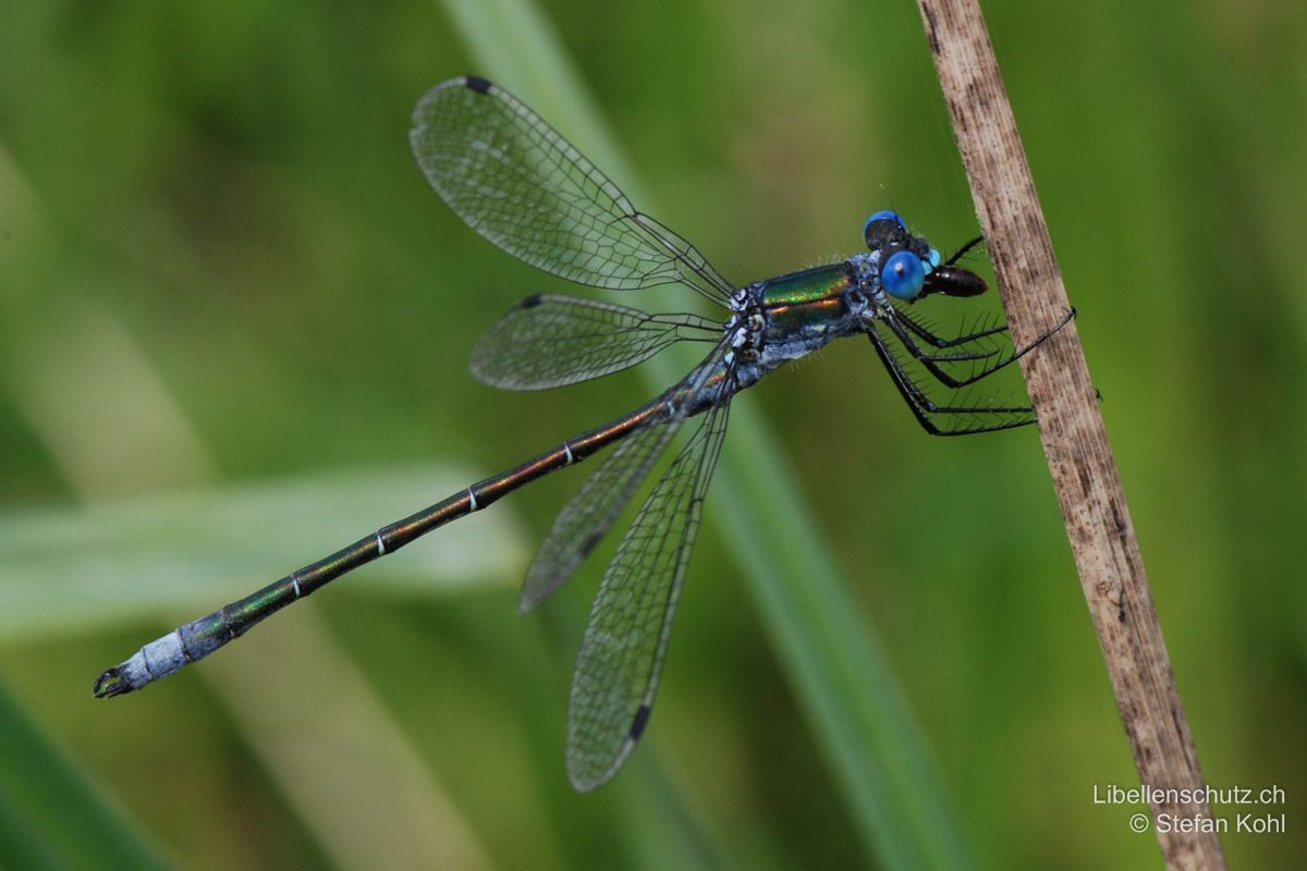 Glänzende Binsenjungfer (Lestes dryas), Männchen. Pterostigmen einfarbig dunkel. Generell wirkt Lestes dryas etwas kräftiger gebaut sowie intensiver und glänzender gefärbt als Lestes sponsa.