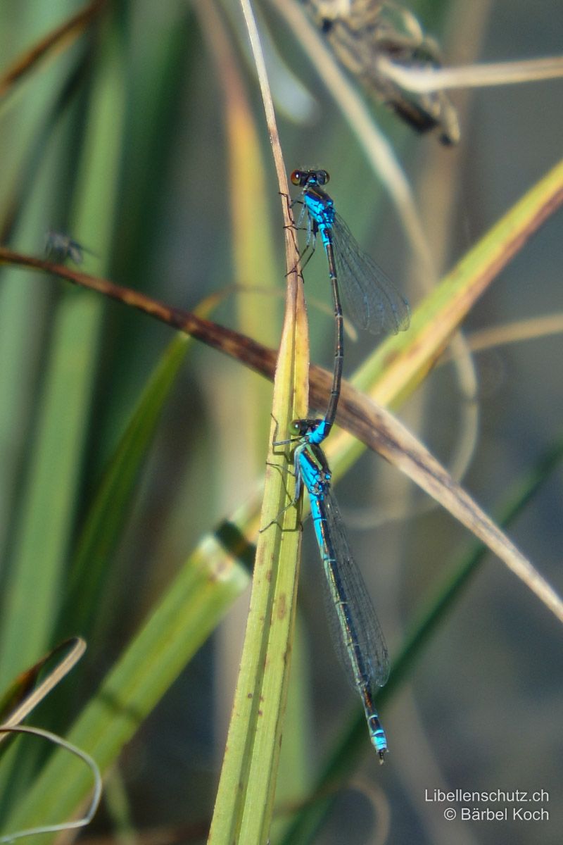 Kleines Granatauge (Erythromma viridulum), Tandem. Beide Geschlechter ohne Postokularflecken.