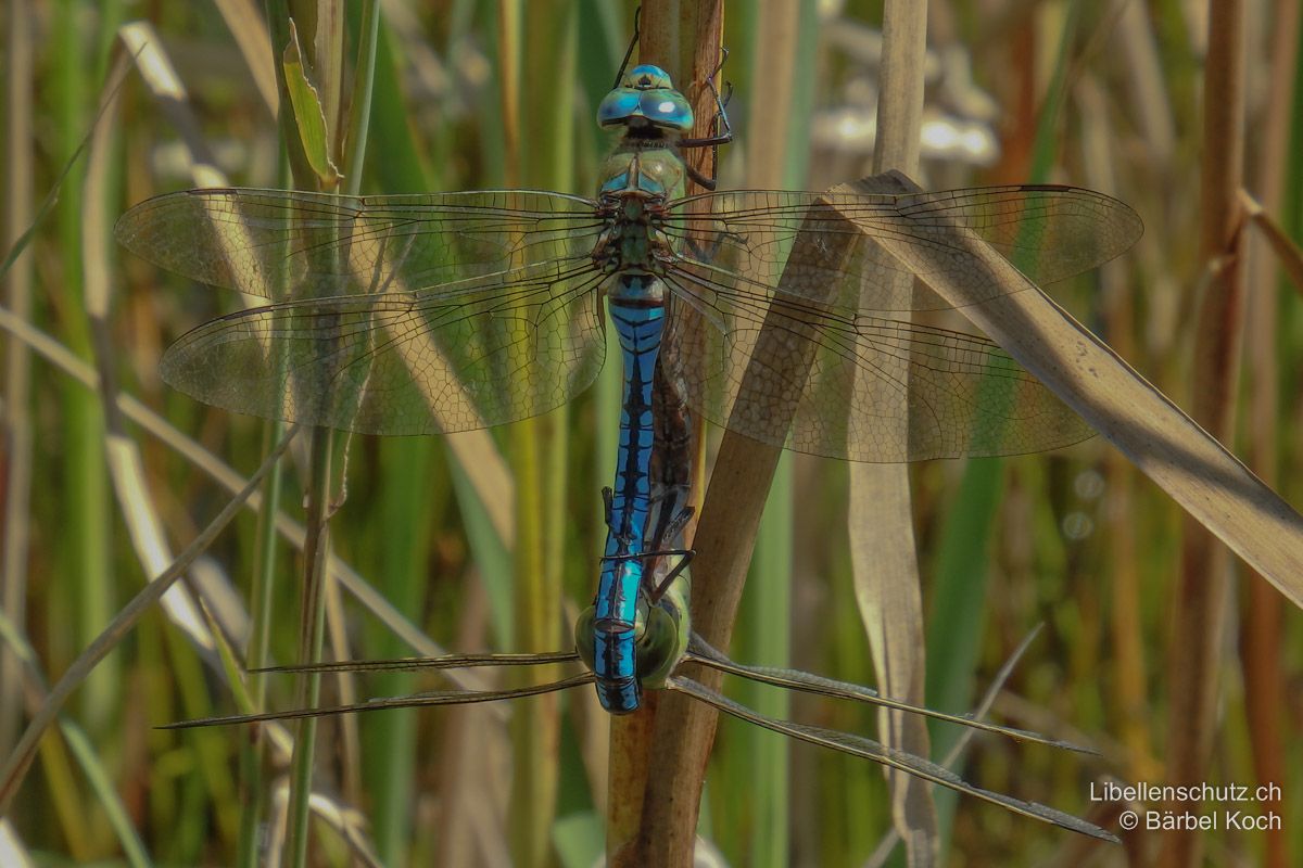 Grosse Königslibelle (Anax imperator), Paarungsrad.