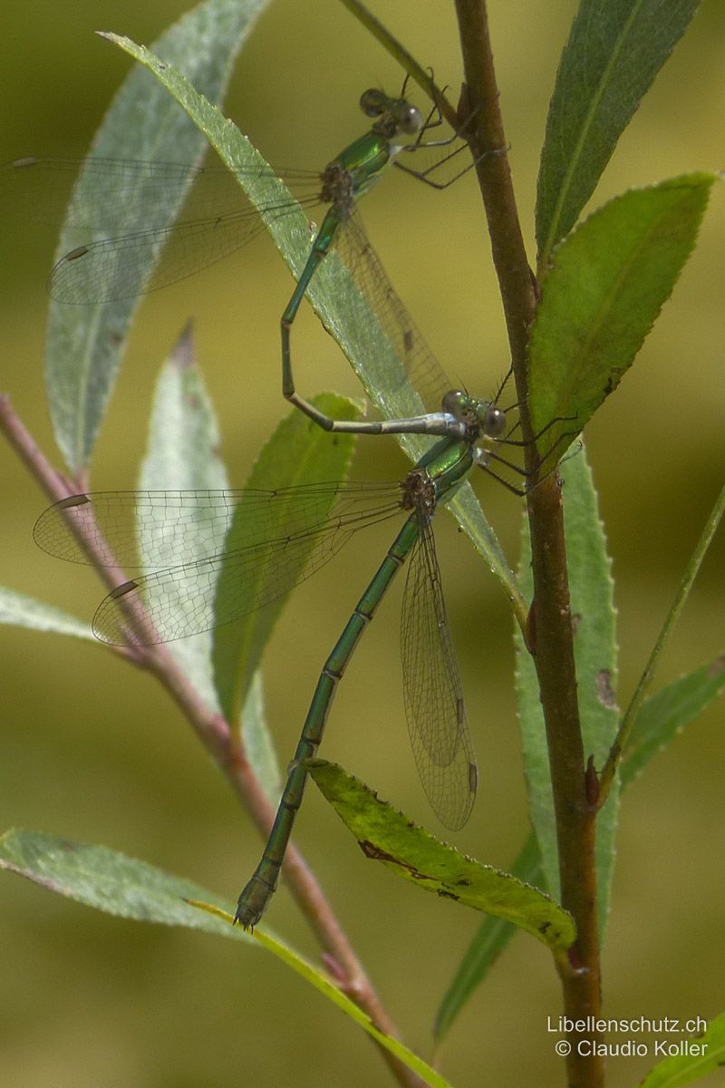 Weidenjungfer (Chalcolestes viridis), Tandem. Das Abdomen des Weibchens ist deutlich dicker als das des Männchens. Die Färbung ist bei beiden Geschlechtern sehr ähnlich.