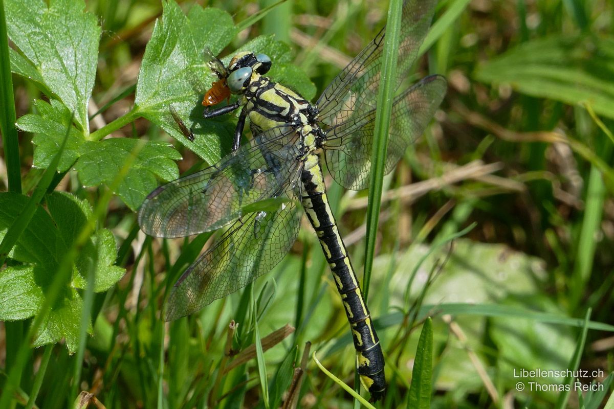 Gemeine Keiljungfer (Gomphus vulgatissimus), Weibchen. Die Weibchen sehen den Männchen sehr ähnlich. Das Abdomen ist etwas dicker.