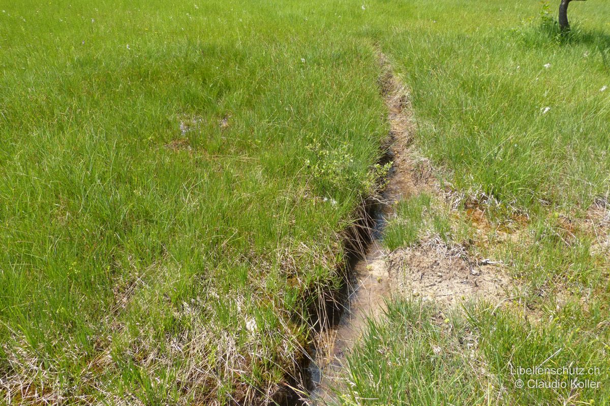 Quellgraben bei Wila ZH. Das austretende Quellwasser wird hier in kleinen Gräben gesammelt. In solchen Gräben können sich die beiden Quelljungfer-Arten (C. bidentata, C. boltonii) entwickeln.