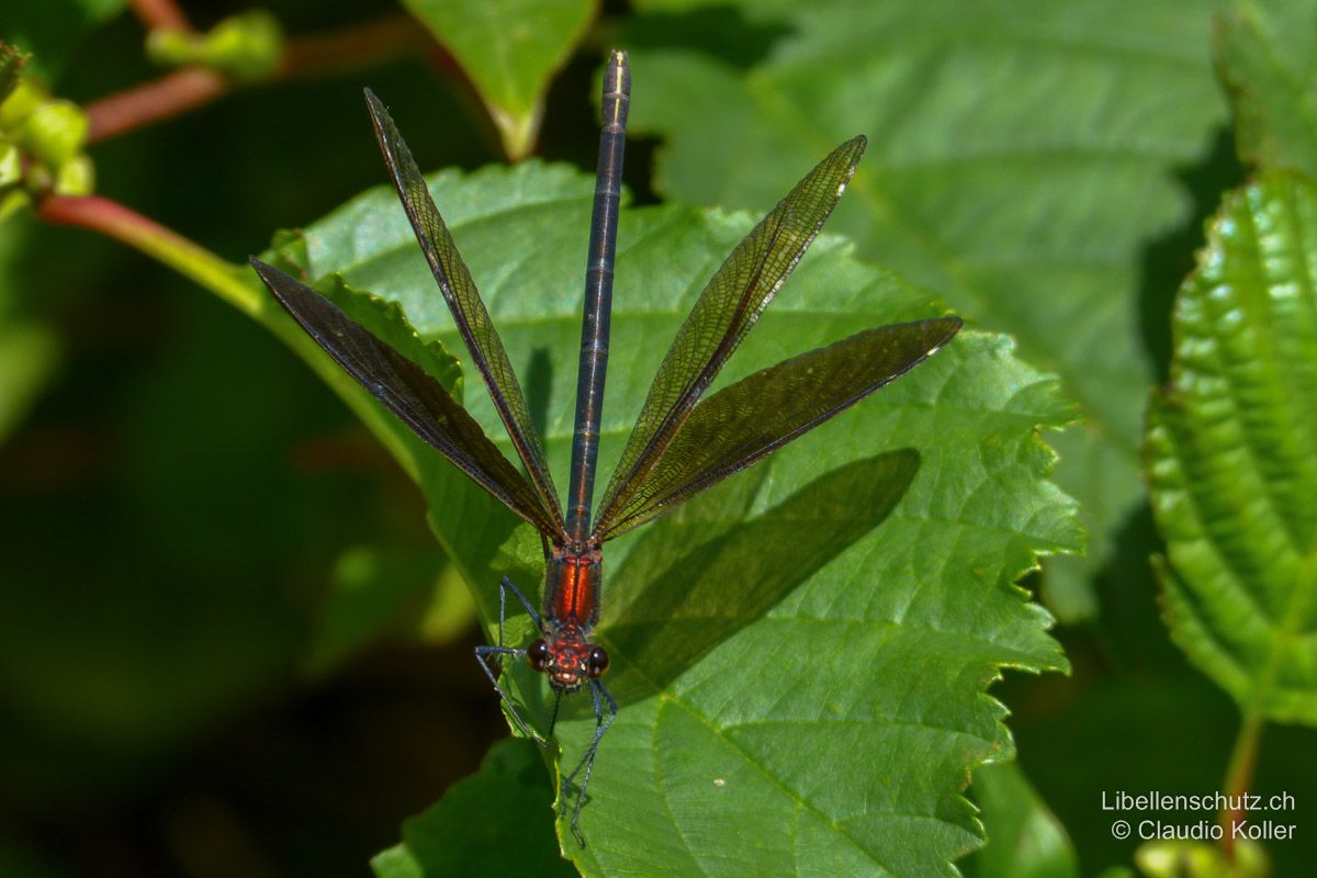 Blauflügel-Prachtlibelle (Calopteryx virgo), Weibchen. Besonders am Thorax können alte Exemplare einen starken Kupferglanz aufweisen, der je nach Licht fast orange-rot leuchtet.