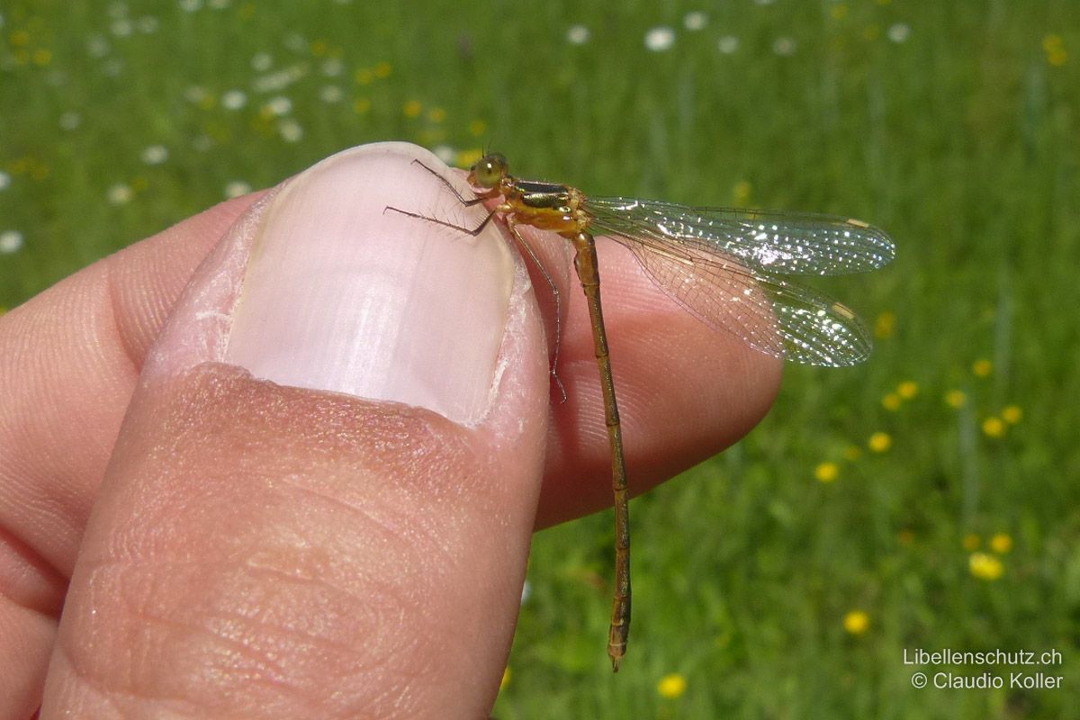 Gemeine Binsenjungfer (Lestes sponsa), Jungtier. Junges Männchen kurz nach dem Schlupf. Die blaue Bereifung fehlt noch komplett.