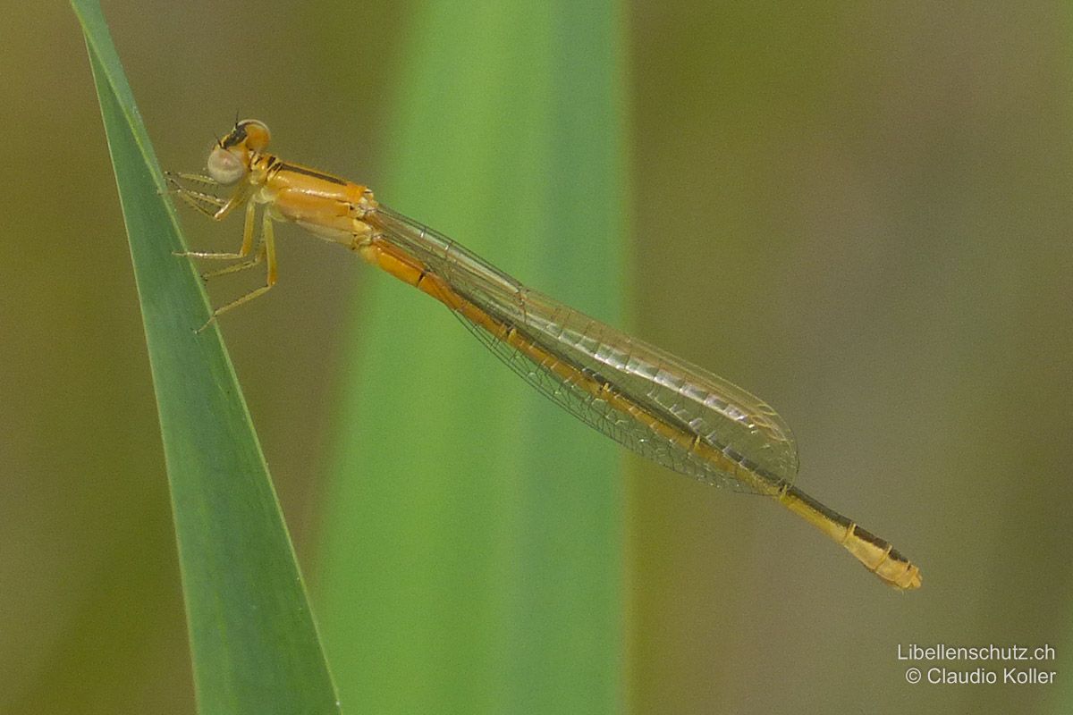 Kleine Pechlibelle (Ischnura pumilio), Jungtier. Junge Weibchen sind hell-orange mit wenig schwarz an Kopf, Thorax und Abdomen (forma aurantiaca).