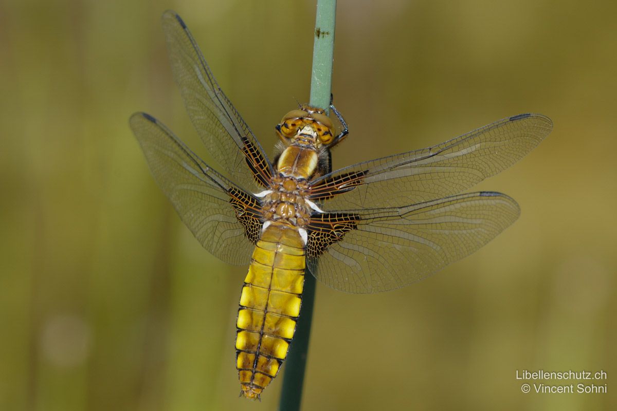 Plattbauch (Libellula depressa), Weibchen. Sehr junges Weibchen, die Augen sind noch hellbraun. Das breite Abdomen erscheint leuchtend gelb, weshalb es besonders im Flug eher mit einer Hornisse als mit anderen Libellen verwechselt werden kann.