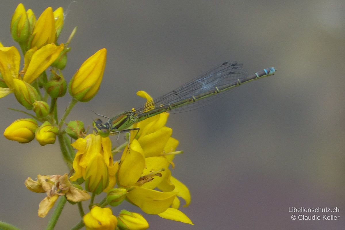 Hufeisen-Azurjungfer (Coenagrion puella), Weibchen. Typische grüne Form.