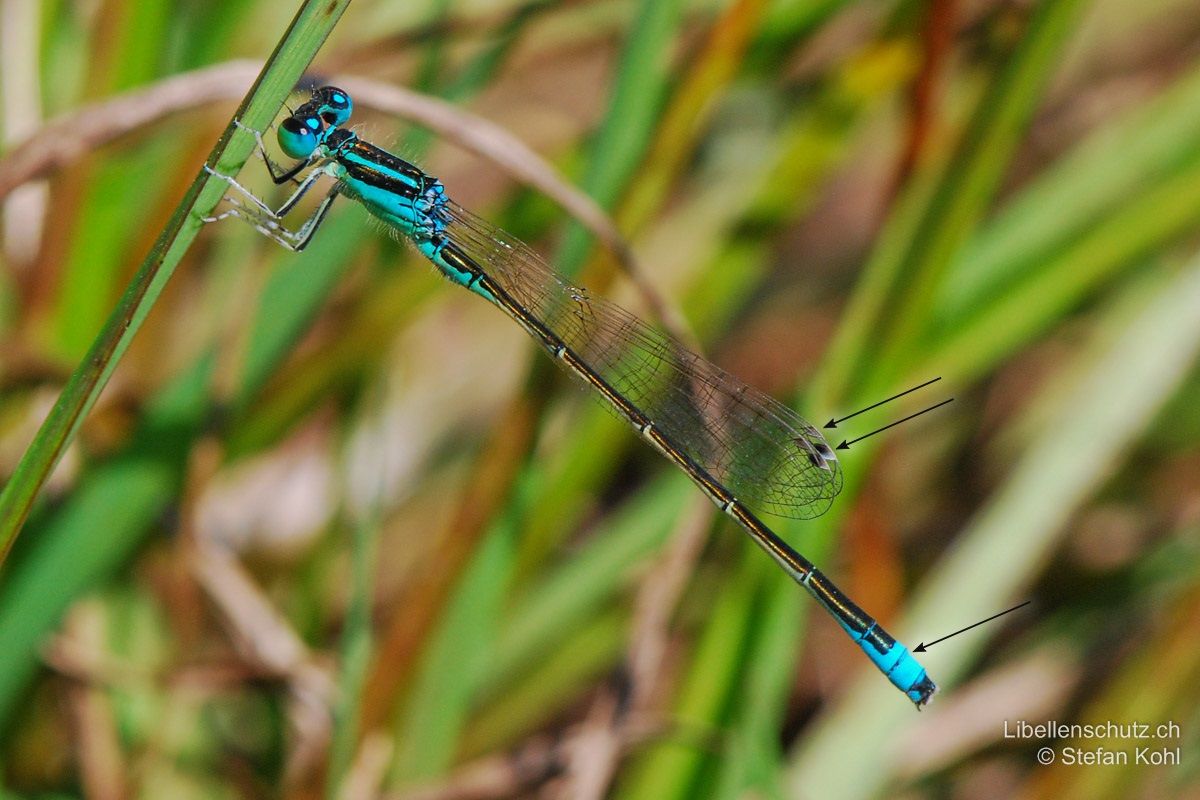 Kleine Pechlibelle (Ischnura pumilio), Männchen. Abdomen weitgehend schwarz und blauem Schlusslicht (S9 und hintere Hälfte S8). Dahinter ist nur das kurze S10 wieder schwarz, das Schlusslicht wirkt so fast endständig. Pterostigma auf Vorderflügeln zweifarbig  (schwarz-weiss), auf Hinterflügeln klein und einfarbig.