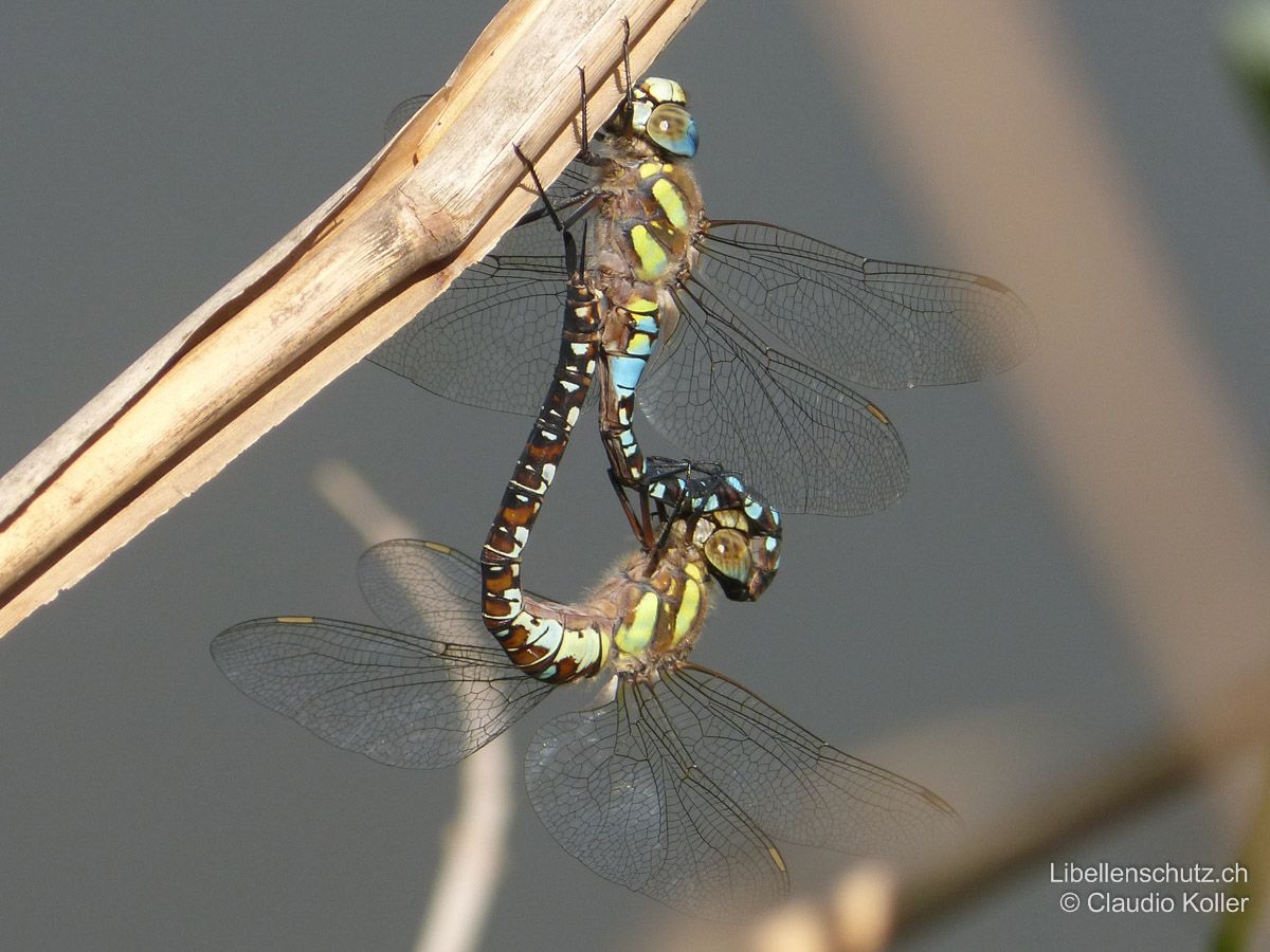 Herbst-Mosaikjungfer (Aeshna mixta), Paarungsrad. Auch beim Weibchen sind die gelben Bänder an den Thoraxseiten gut sichtbar.