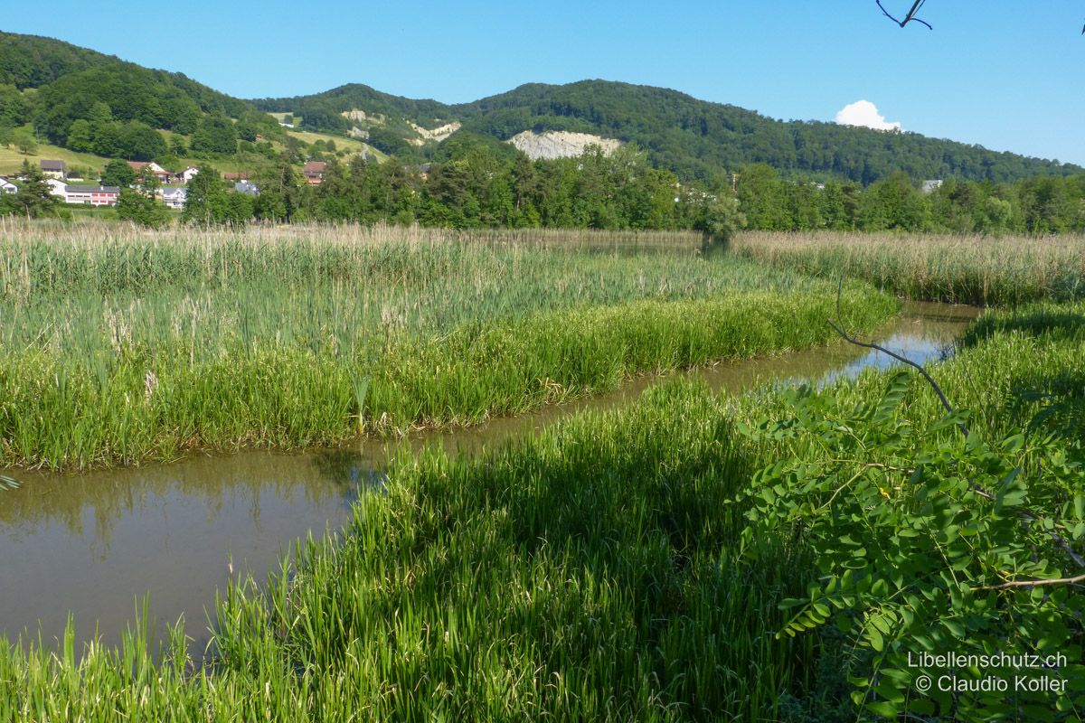 Aare bei Wildegg AG. Ausgedehnter Schilfgürtel an einer begradigten Strecke der Aare. Die Aare selbst ist nur ganz im Hintergrund zu sehen. Der Schilfgürtel ist so bereit, dass in Ufernähe ein Habitat vom Charakter eines Stillgewässers mit entsprechender Libellenfauna entstanden ist. Hier fliegen Spitzenfleck (L. fulva), Keilfleck-Mosaikjungfer (A. isoceles), Herbst-Mosaikjungfer (A. mixta) und verschiedene Heidelibellen (Sympetrum spp.).