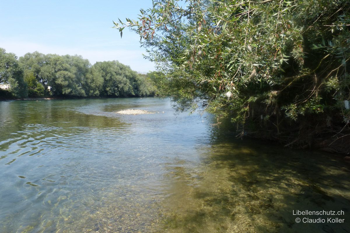 Reuss bei Obfelden ZH. Die Reuss verläuft hier zwischen zwei Dämmen. Das Wasser ist ziemlich klar. Die Ufer sind von Bäumen gesäumt und teils beschattet. Leicht vorgelagerte Strukturen wie diese kleine Kiesinsel werden häufig von der Grünen Flussjungfer (O. cecilia) als Sitzwarte genutzt. In der Uferregion wurden Exuvien dieser Art gefunden.