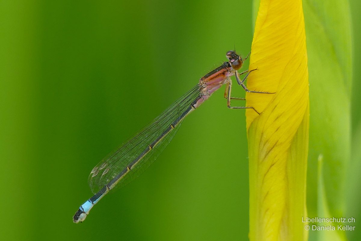 Grosse Pechlibelle (Ischnura elegans), Weibchen. Das Schlusslicht kann auch beim Weibchen blau sein. Thoraxseiten und Postokularflecken hier rosarot.