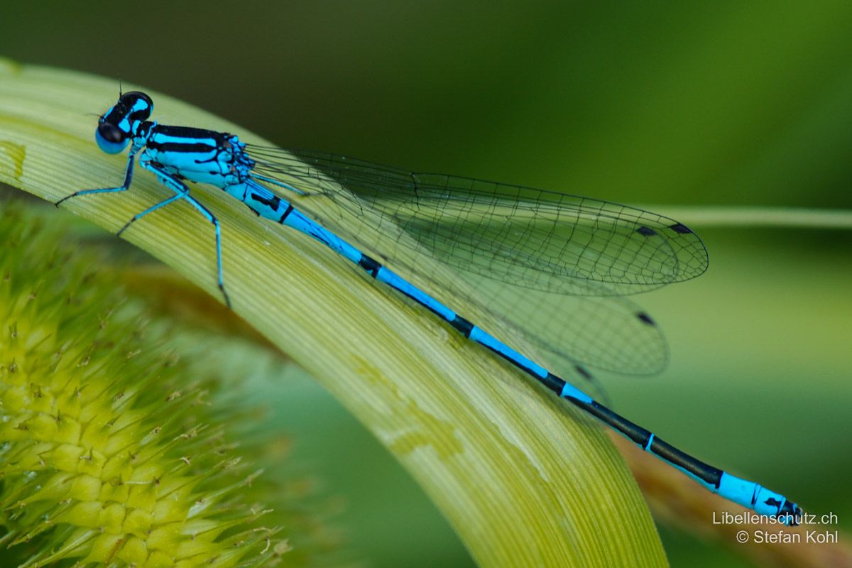 Hufeisen-Azurjungfer (Coenagrion puella), Männchen. Mit schwarzer "U"-Zeichnung (Hufeisen) auf S2, S3-S6 mit schwarzen dünnen Ringen (1/4 Segmentlänge) und seitlichen Linien.