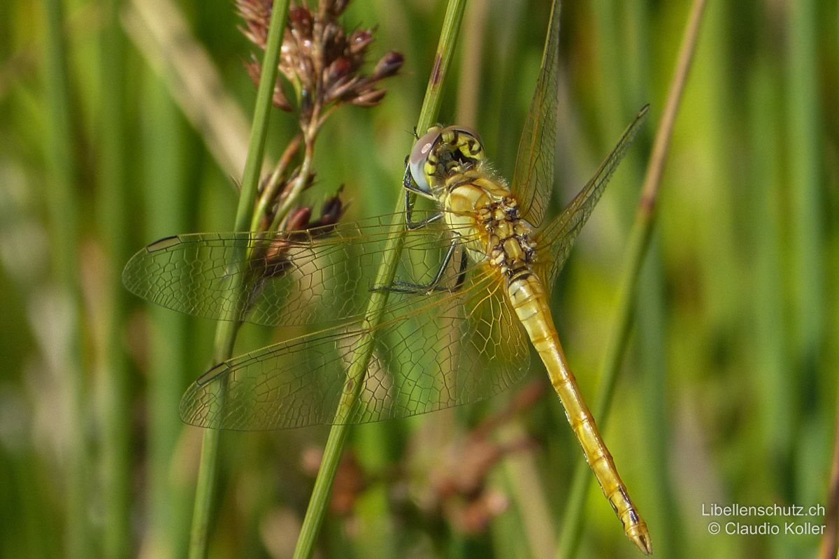 Frühe Heidelibelle (Sympetrum fonscolombii), Jungtier. Dieses frisch geschlüpfte Männchen ist vorwiegend gelb gefärbt. Das beste Merkmal ist die Augenfärbung: oben rot, unten blau.