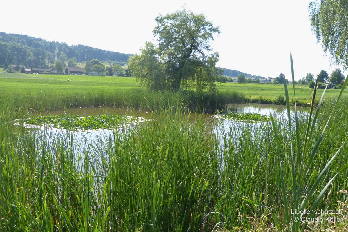 Weiher im Landwirtschaftsland bei Fällanden ZH. An diesem künstlich angelegten, mit Fischen besetzten Weiher in der Nähe des Greifensees kann die Westliche Keiljungfer (G. pulchellus) beobachtet werden. Sie fliegt am offenen Ufer ohne Schilf- und Rohrkolbenbewuchs (im hinteren Teil des Bildes), entwickelt sich aber wohl im Greifensee.