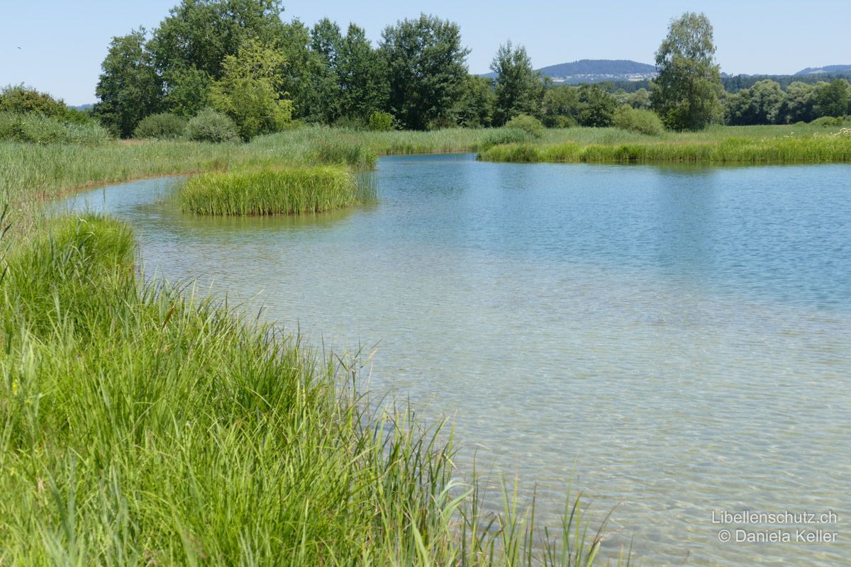 Weiher bei Mühlau AG. Grosser Weiher mit sehr wenig Unterwasservegetation und Karpfenbesatz. Hier entwickeln sich nur Libellenarten, die mit Fischen zusammenleben können, beispielsweise die Westliche Keiljungfer (G. pulchellus).