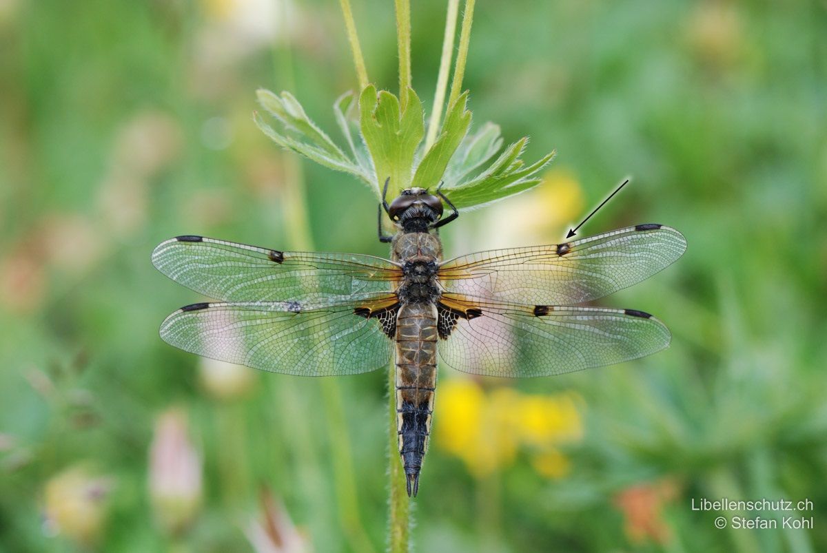 Vierfleck (Libellula quadrimaculata), Weibchen. Identisch gefärbt wie Männchen. Hinterleibsanhänge zeigen nach innen (beim Männchen nach aussen). Bei diesem Exemplar sind die Nodalflecken besonders gut sichtbar.