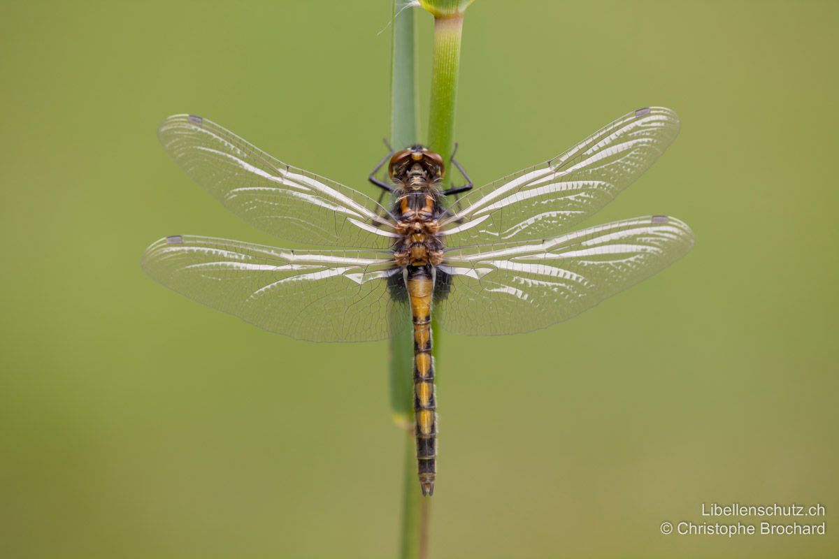 Grosse Moosjungfer (Leucorrhinia pectoralis), Jungtier. Frisch geschlüpfte Tiere sind anfangs stets wie Weibchen gefärbt.