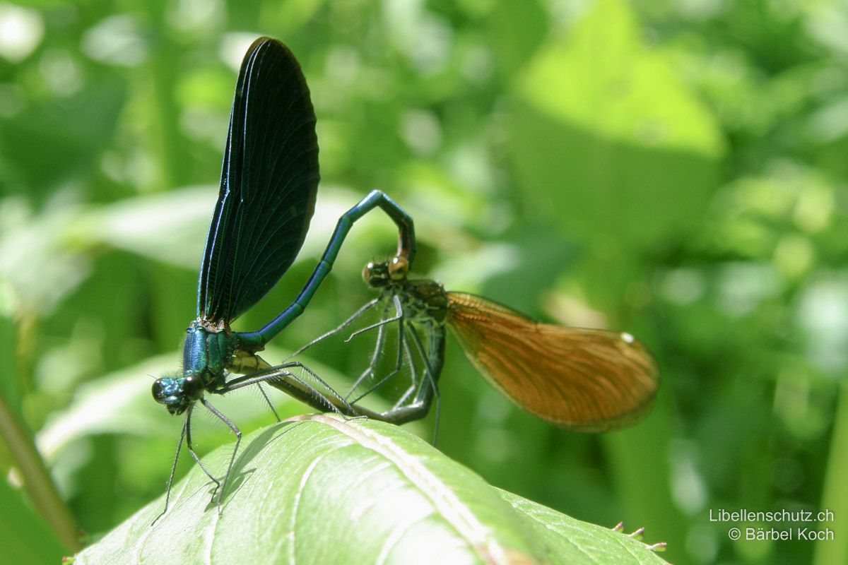 Blauflügel-Prachtlibelle (Calopteryx virgo), Paarungsrad.