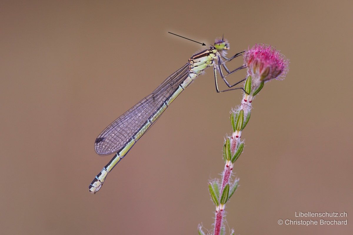 Mond-Azurjungfer (Coenagrion lunulatum), Weibchen. Die helle Grundfarbe geht hier ins grünliche. Pronotum-Hinterrand mit deutlichem Zapfen.