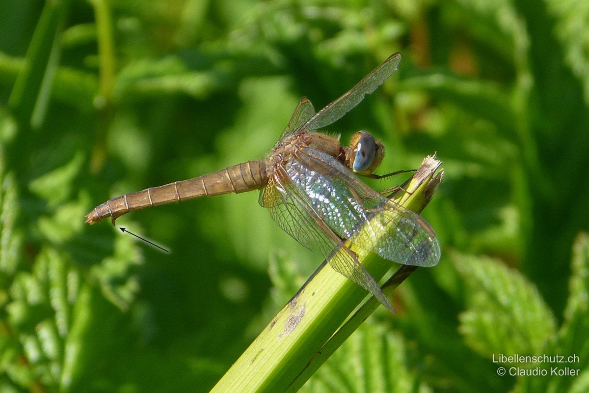 Feuerlibelle (Crocothemis erythraea), Weibchen. Die Weibchen dieser Art können sehr verwirrend sein, da sie mit ihrer gelb-beigen Färbung auf den ersten Blick an Weibchen der Gattung Orthetrum oder Sympetrum erinnern. Besonders prominent ist auf diesem Bild die weit abstehende Legeklappe zu sehen. Augen bläulich.